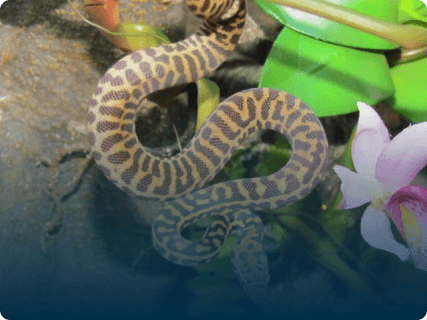 Spotted Python Care Sheet