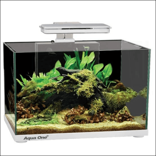 mon aquarium 10L, Aqua-blog.fr