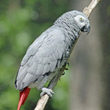 African Grey Parrot - Amazing Amazon
