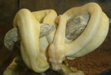 Albino Darwin Carpet Python - Amazing Amazon