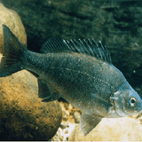 Aquaponics Fish - Amazing Amazon
