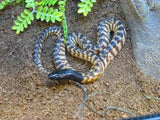Aussie Pythons - Amazing Amazon
