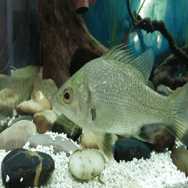 Australian Bass - Amazing Amazon