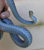 Blue Green Tree Snakes - Amazing Amazon