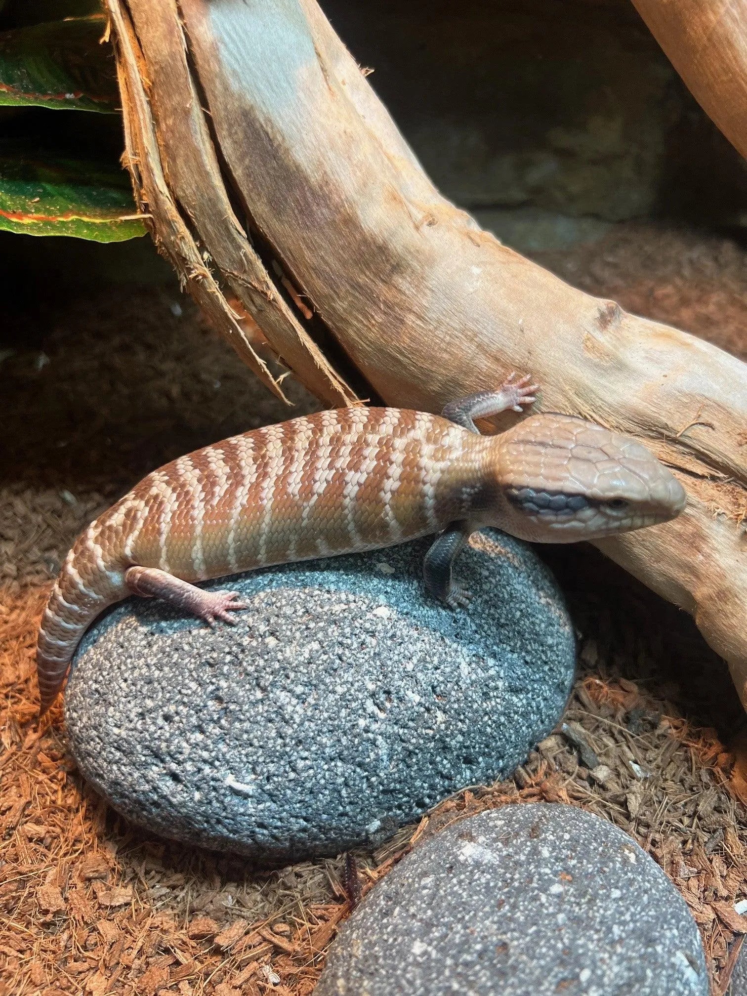 Centralian Blue Tongue Lizard - Amazing Amazon