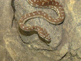 Centralian Carpet Python (Bredli) - Amazing Amazon