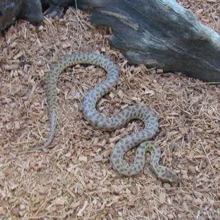 Childrens Pythons - Amazing Amazon