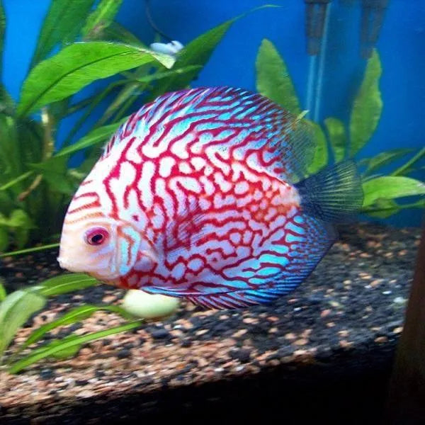 Discus fish for on sale sale