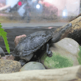 Eastern long-necked Turtle Adults/Sub Adults - Amazing Amazon