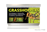 Exo Terra Canned Grasshoppers - Amazing Amazon