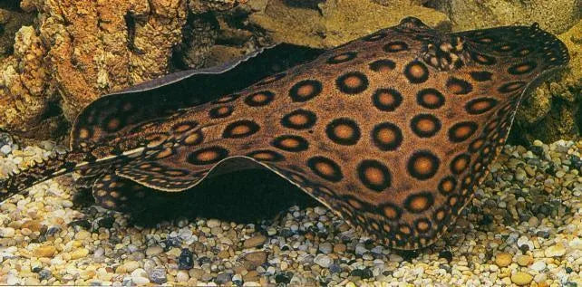 Freshwater stingrays clearance