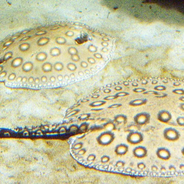 Freshwater Stingrays - Amazing Amazon
