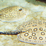Freshwater Stingrays - Amazing Amazon