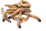 Giant Mealworms (70) - Amazing Amazon
