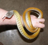 Golden Tree Snakes - Amazing Amazon