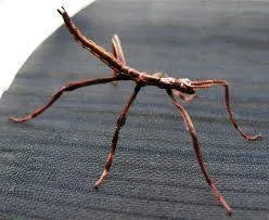 Goliath Stick Insects - Amazing Amazon