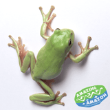 Green Tree Frogs - Amazing Amazon