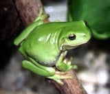 Green Tree Frogs - Amazing Amazon