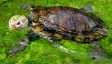 Irwin's Turtle - Amazing Amazon