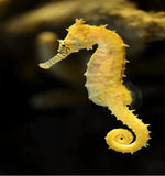 Kuda Seahorses - Amazing Amazon