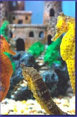 Kuda Seahorses - Amazing Amazon