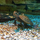 Macleay River Turtle - Amazing Amazon