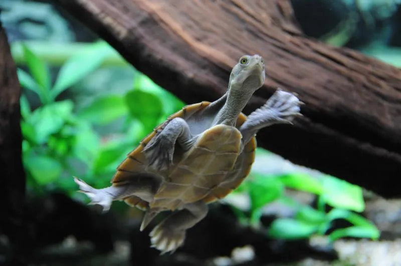 Macleay River Turtle - Amazing Amazon