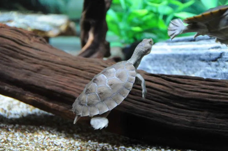 Macleay River Turtle - Amazing Amazon