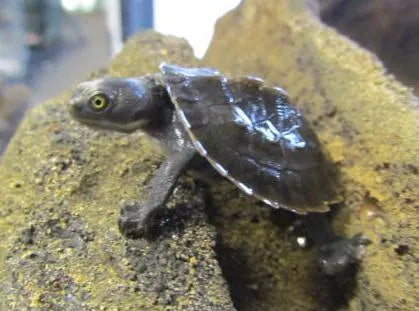 Macleay River Turtle - Amazing Amazon