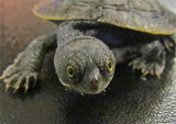 Macleay River Turtle - Amazing Amazon