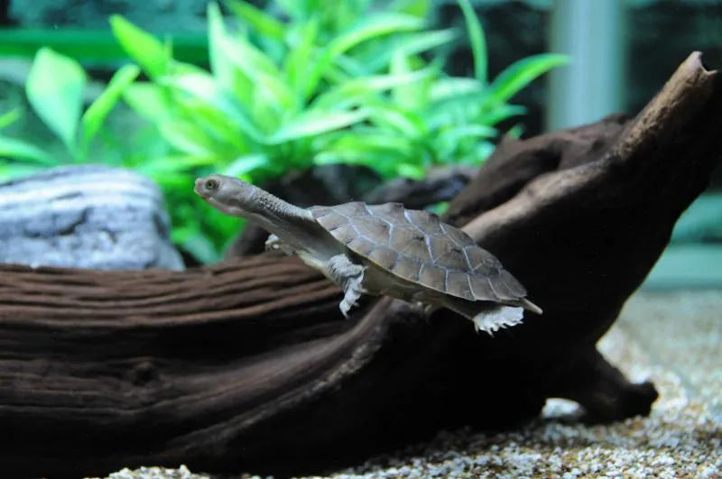 Macleay River Turtle - Amazing Amazon