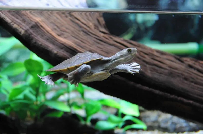 Macleay River Turtle - Amazing Amazon