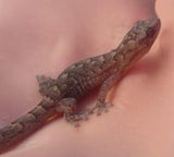 Marbled Gecko - Amazing Amazon