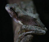 Peron's Tree Frog - Amazing Amazon