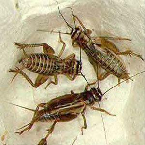 Pinheads Live Crickets Bulk (250)