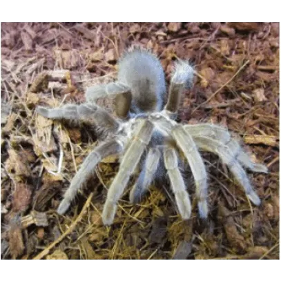 QLD Bird Eating Spiders (Large) - Amazing Amazon