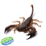Rainforest Scorpion (Large) - Amazing Amazon