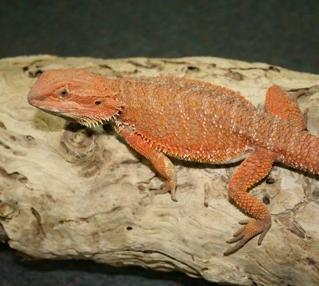 Bearded dragon for sale deals cheap