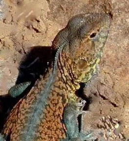 Reptiles For Sale Lizards For Sale Reptiles - Amazing Amazon