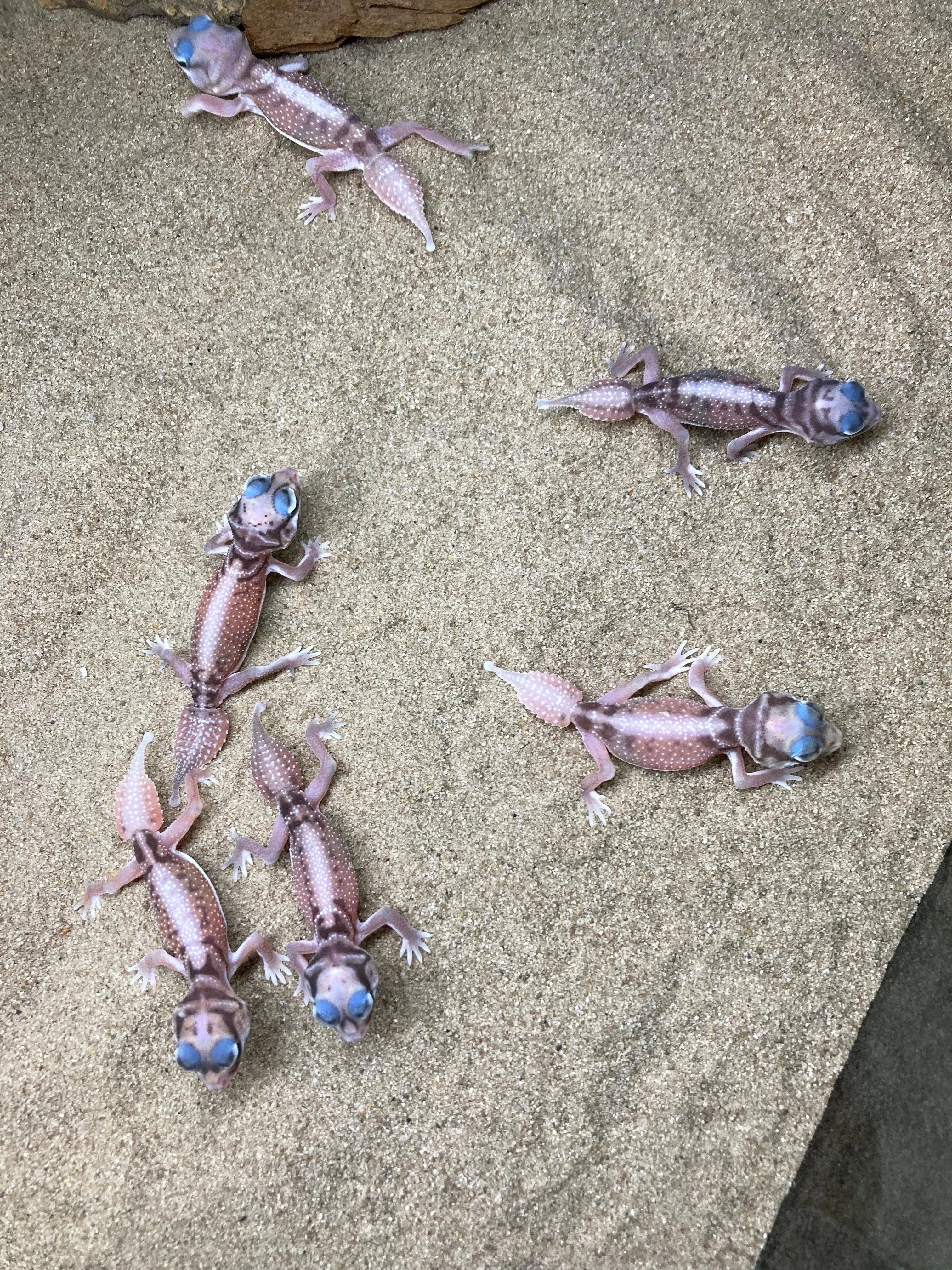 Smooth Knob Tailed Gecko (pilbarensis) - Amazing Amazon