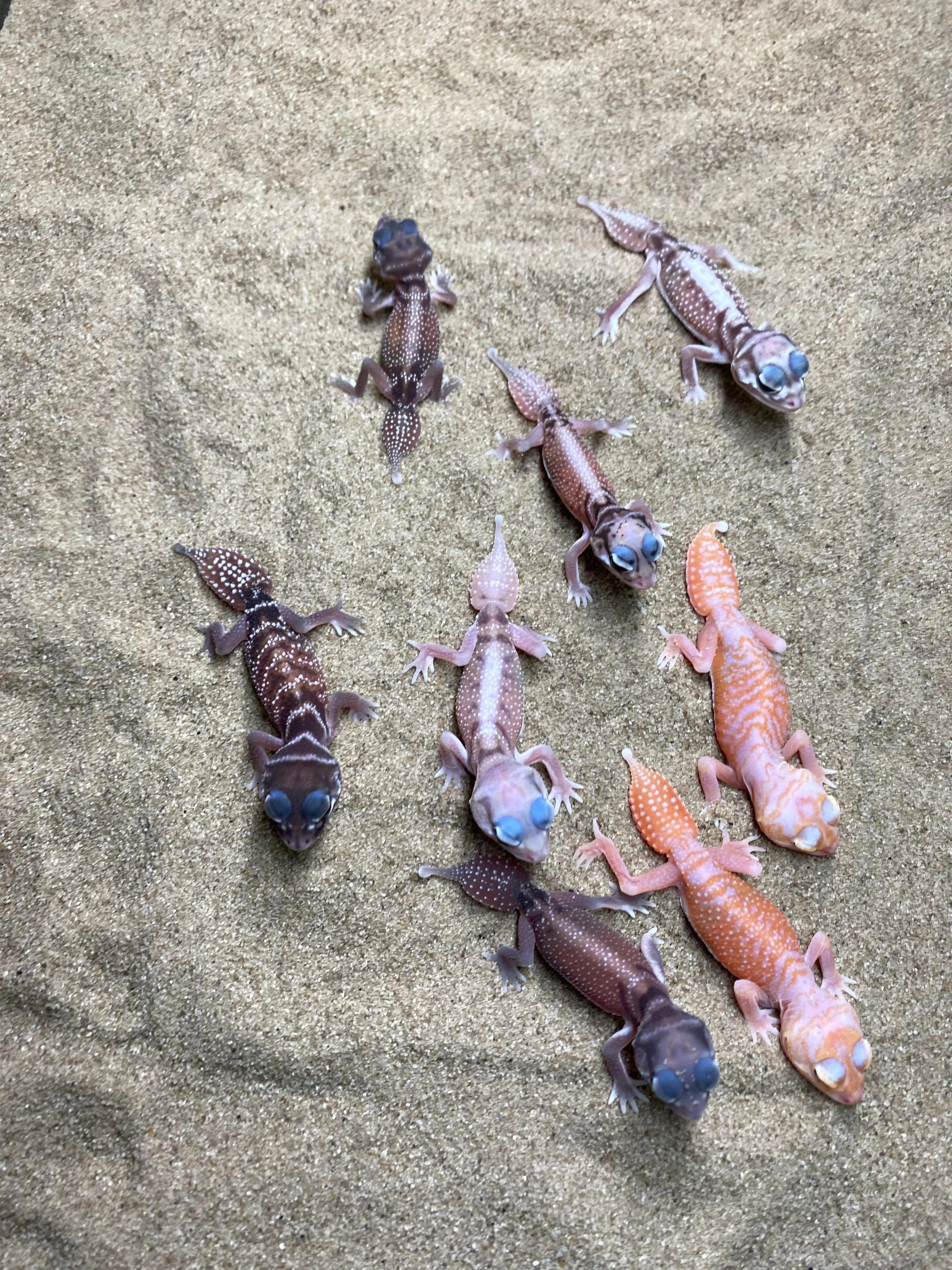 Smooth Knob Tailed Gecko (pilbarensis) - Amazing Amazon