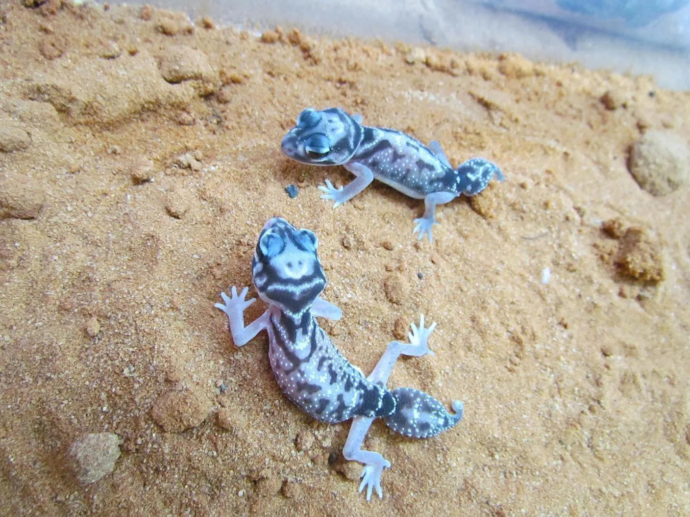 Smooth Knob Tailed Gecko (pilbarensis) - Amazing Amazon