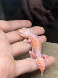 Smooth Knob Tailed Gecko (pilbarensis) - Amazing Amazon