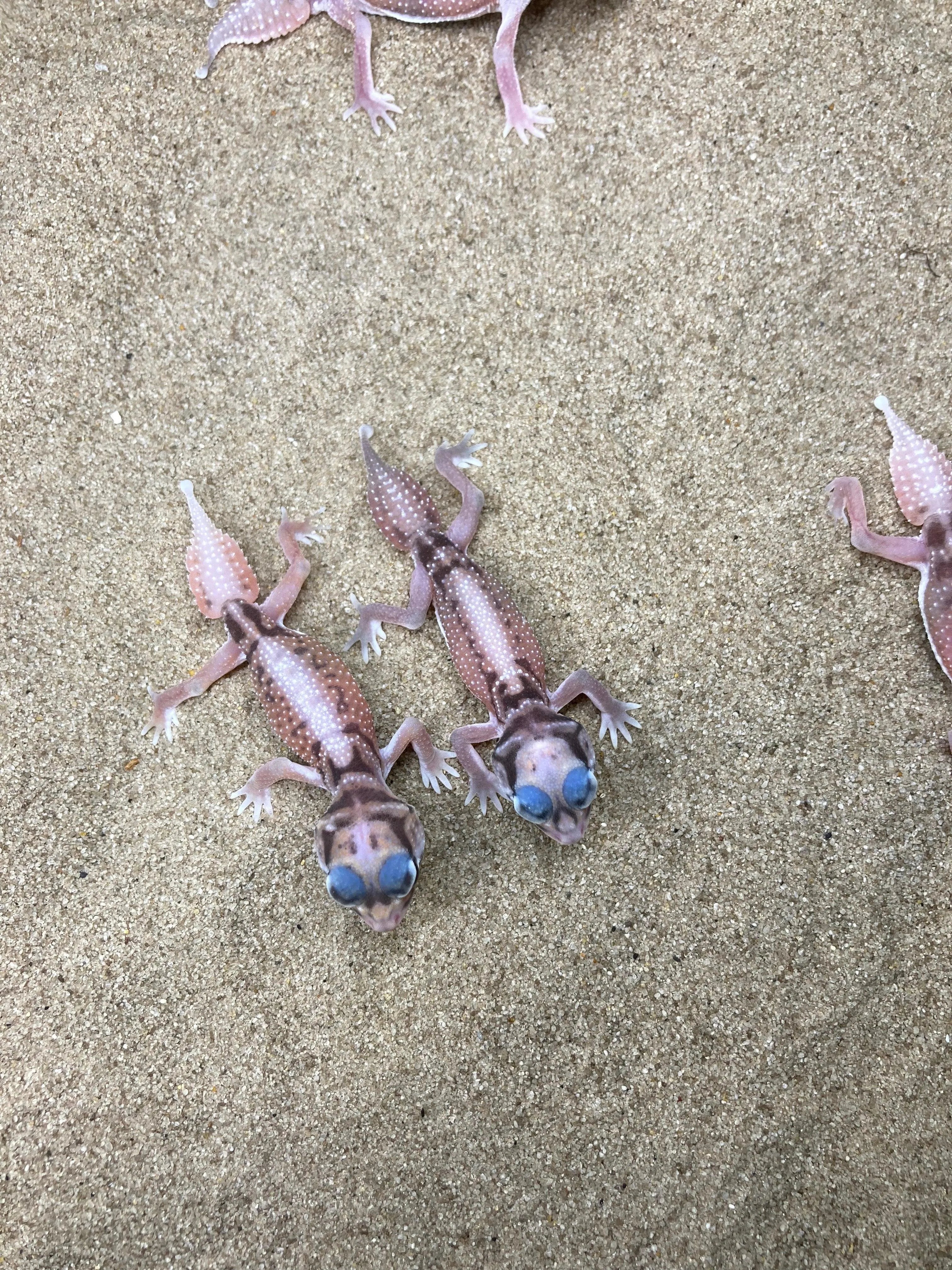 Smooth Knob Tailed Gecko (pilbarensis) - Amazing Amazon