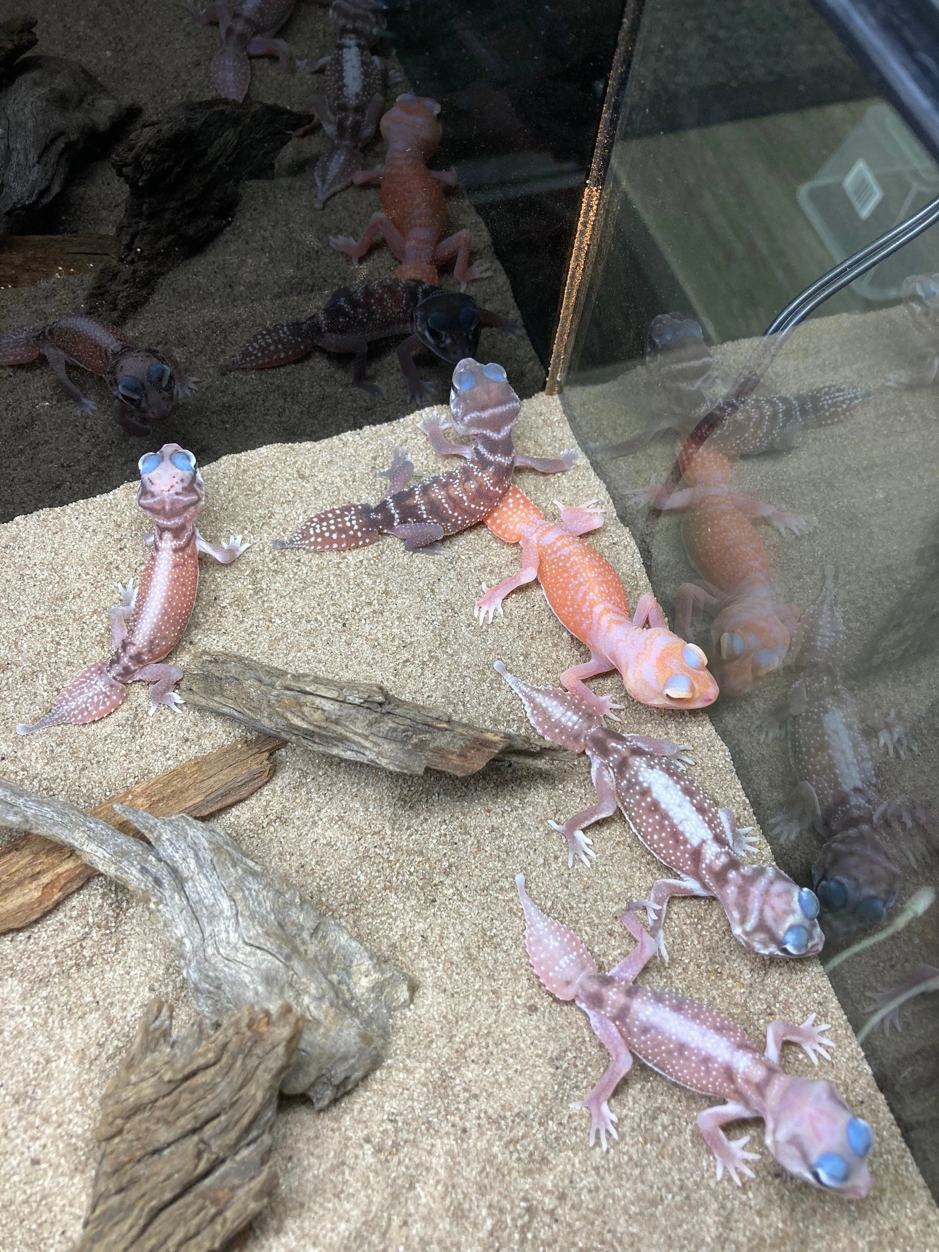 Smooth Knob Tailed Gecko (pilbarensis) - Amazing Amazon