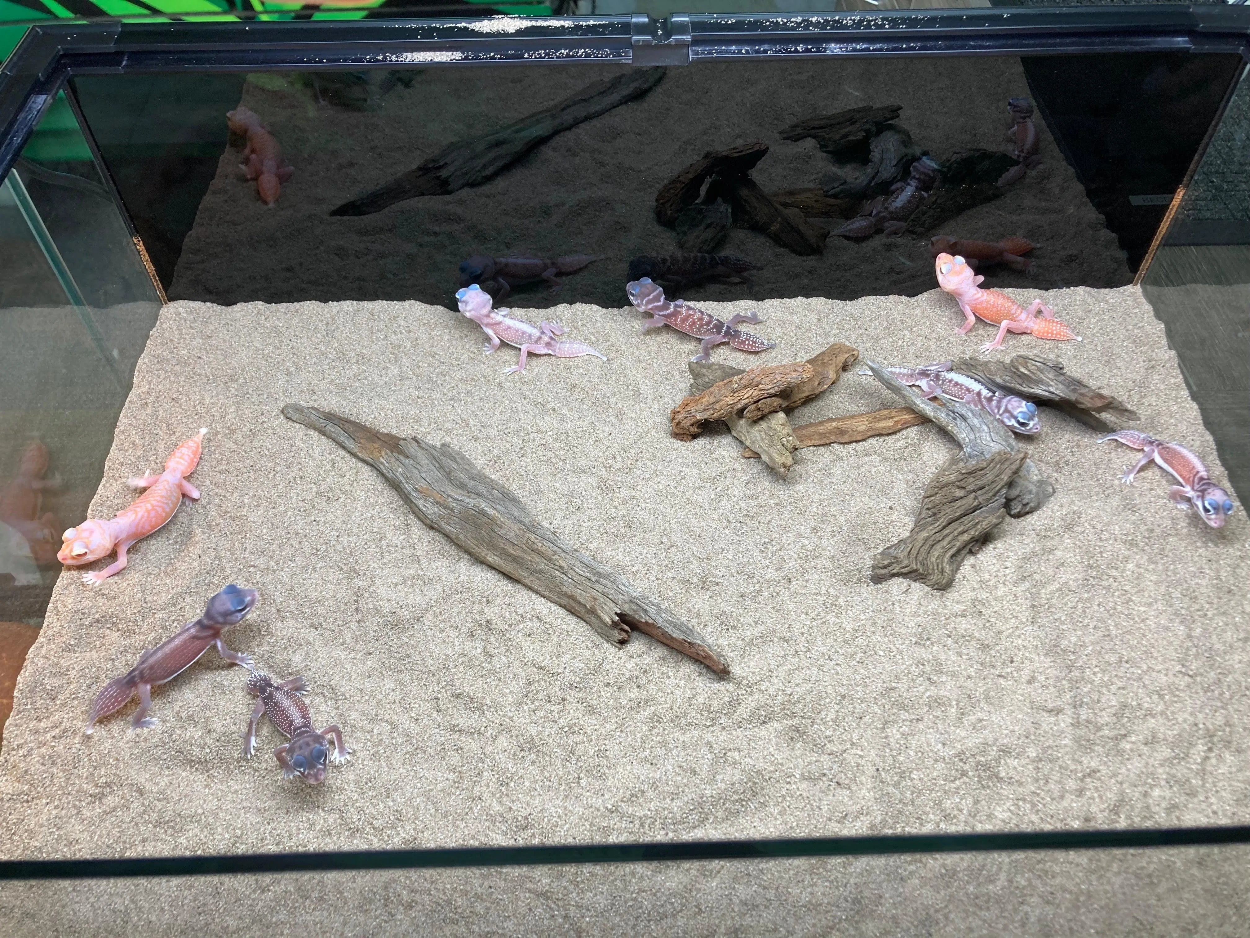 Smooth Knob Tailed Gecko (pilbarensis) - Amazing Amazon