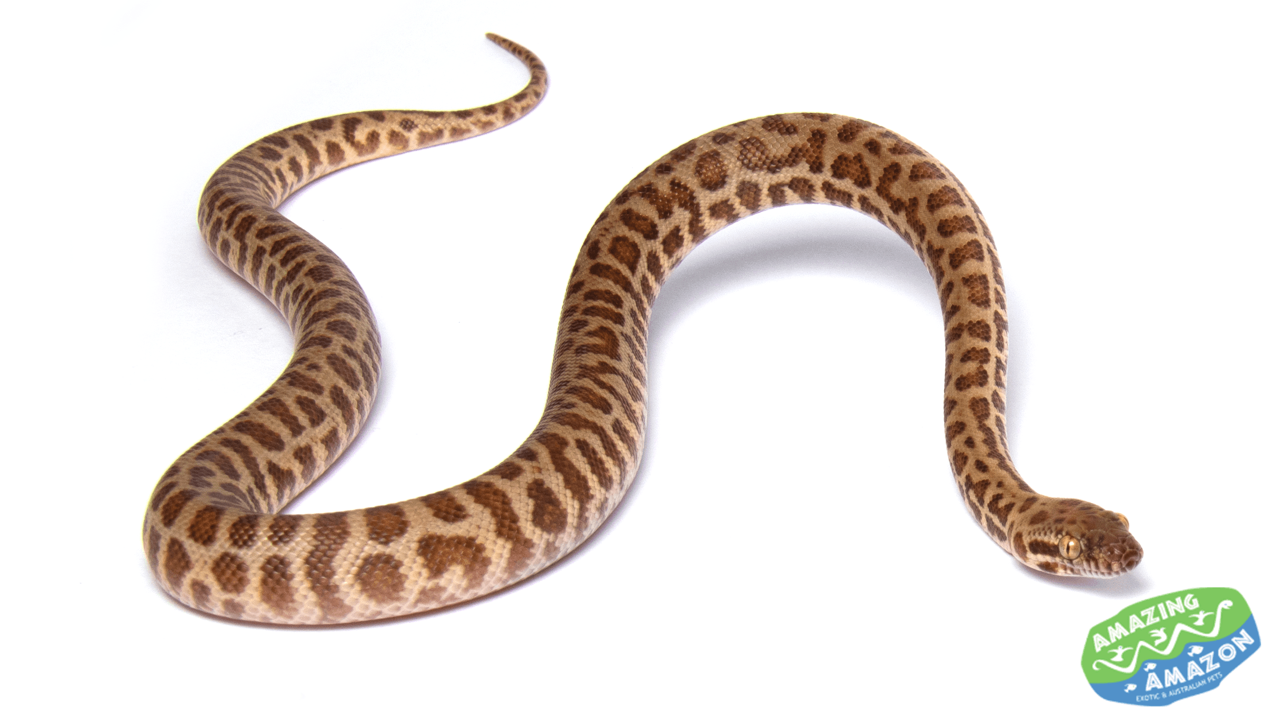 Stimsons Python, Aquarium and Reptiles