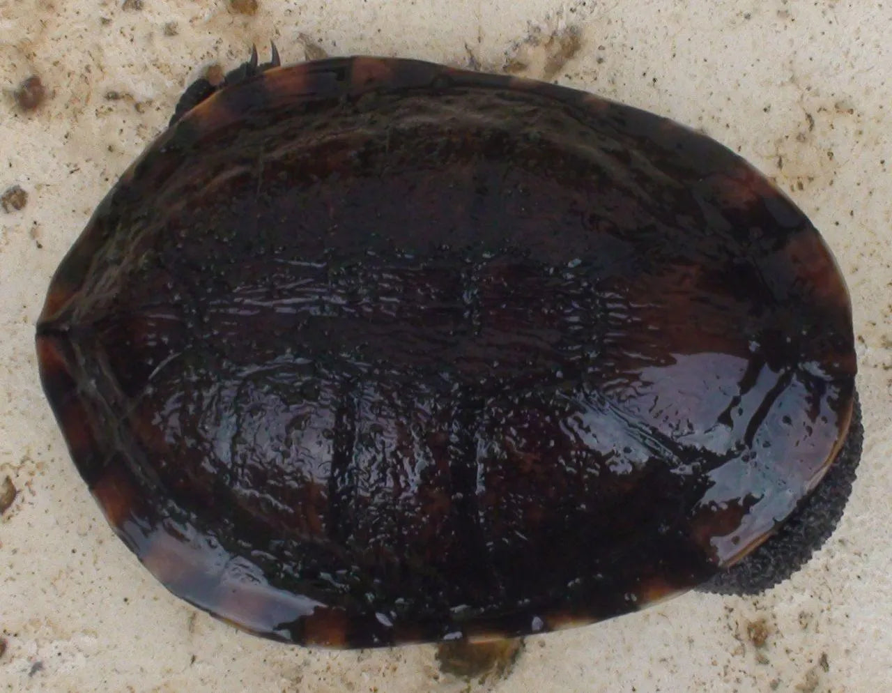 What is a Terrapin - Amazing Amazon