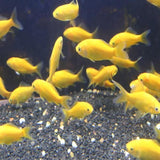 Yellow Goldfish - Amazing Amazon