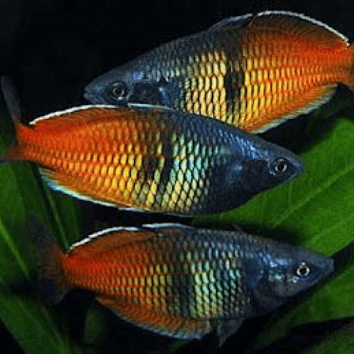 Shop AQUARIUM AQUARIUM FISH RAINBOW FISH at Amazing Amazon